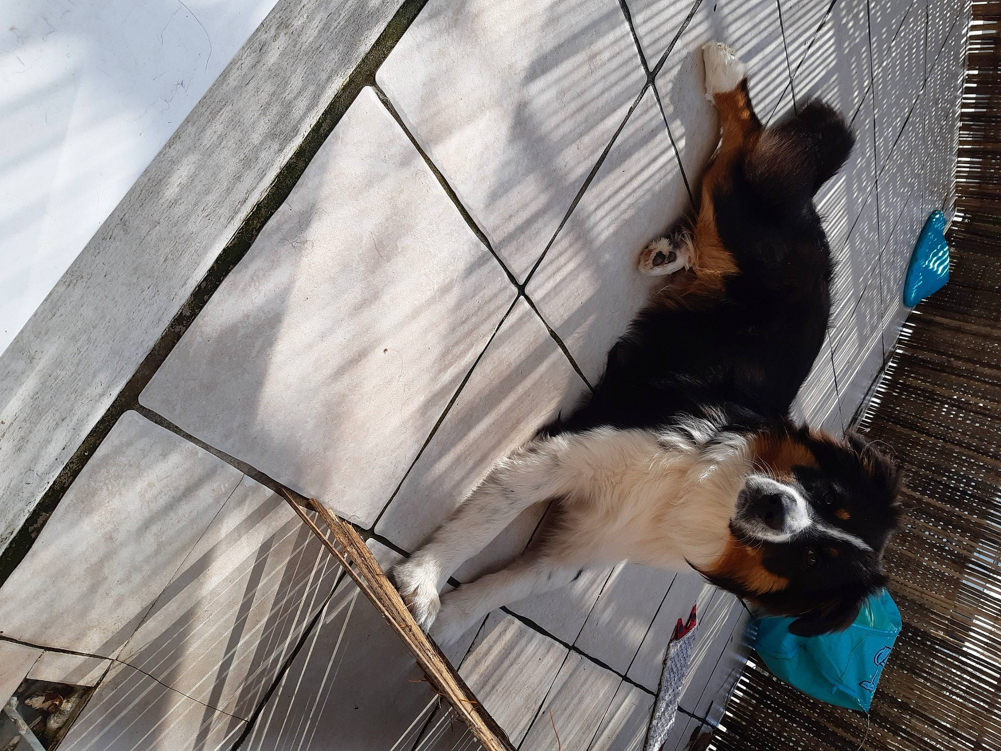 Bayron participe au concours pour gagner de l'argent avec cette photo : border_collie, canidae, carnivore, dog, dog_breed, sporting_group