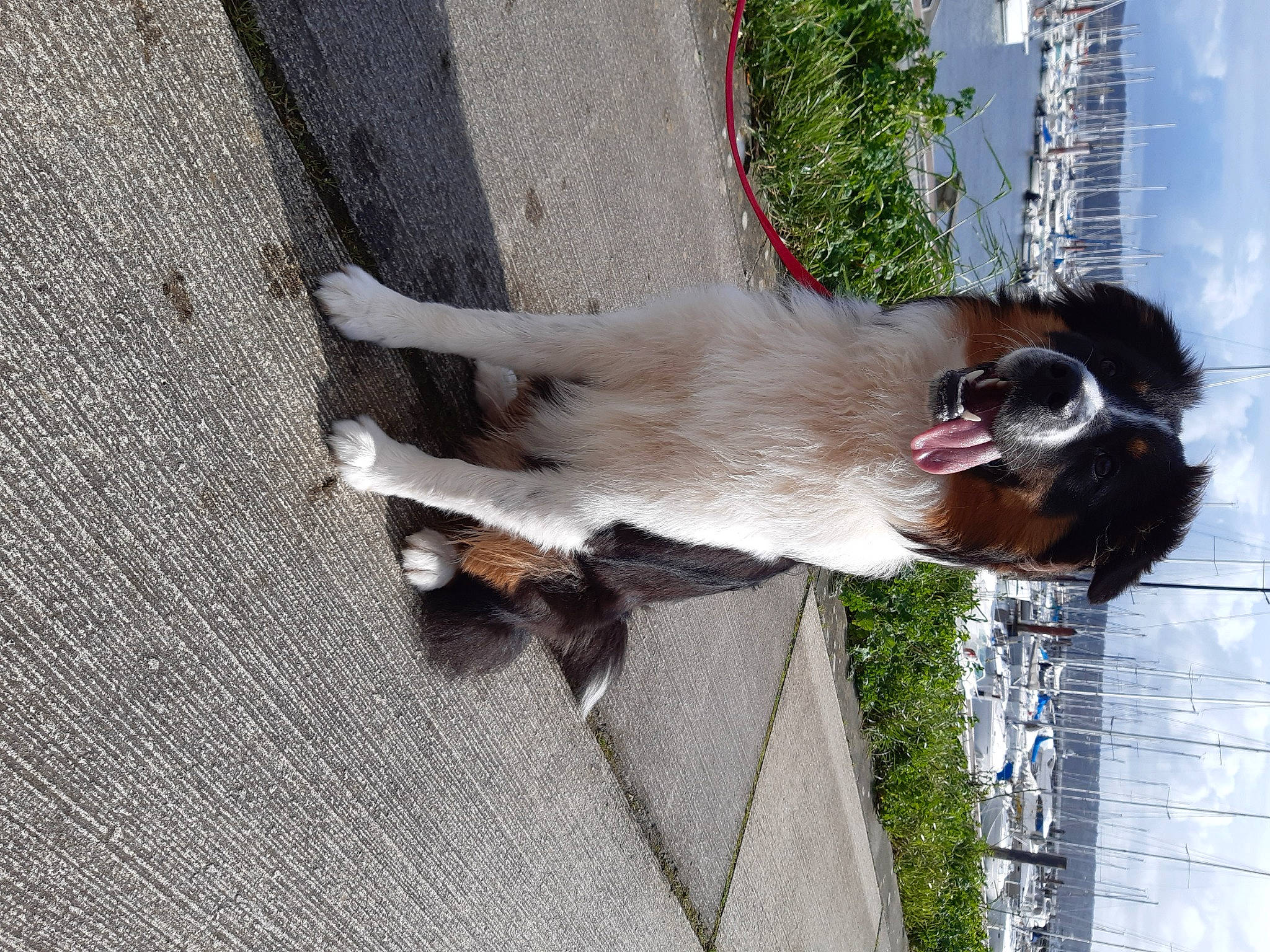 Bayron a rejoint le concours — aidez-le/la à gagner de superbes lots ! canidae, carnivore, dog, dog_breed, fawn, sporting_group, tail