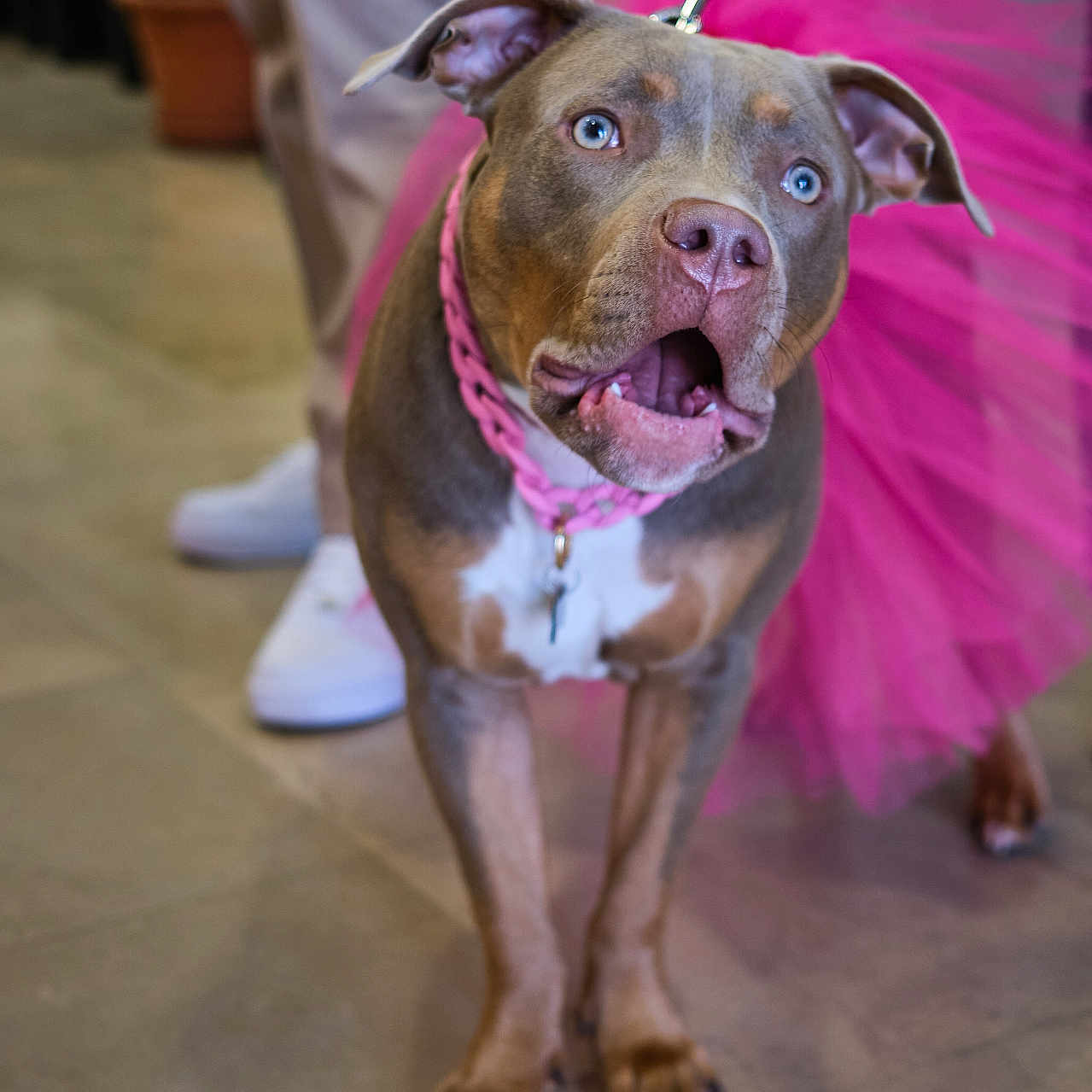 Nala participe au concours pour gagner de l'argent avec cette photo : accessories, animal, boxer, bulldog, canine, clothing, dog, face, footwear, frenchbulldog, hardwood, head, hound, leash, person, pet, pitbull, shoe, strap, wood