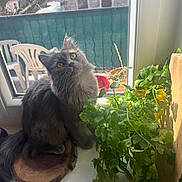 Smoky a rejoint le concours — aidez-le/la à gagner de superbes lots ! animal, balcony, cat, fluffy, gray_cat, head_tilt, home, indoor, long_hair, outdoor_chairs, parsley, pet, plants, portrait, sitting, sunlight, whiskers, window, wooden_stump, yellow_eyes