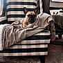 dog, french_bulldog, armchair, blanket, checkered_pattern, indoor, carpet, mirror, reflection, furniture, pet, cozy, relaxed, brown, beige, living_room, window, curtains, decor, home