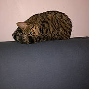 Bloom a rejoint le concours — aidez-le/la à gagner de superbes lots ! cat, tabby, curled_up, peeking_eye, couch, furniture, indoor, pet, animal, striped, resting, sleeping, cozy, domestic, feline, quiet, relaxed, one_eye_visible, tail, wall