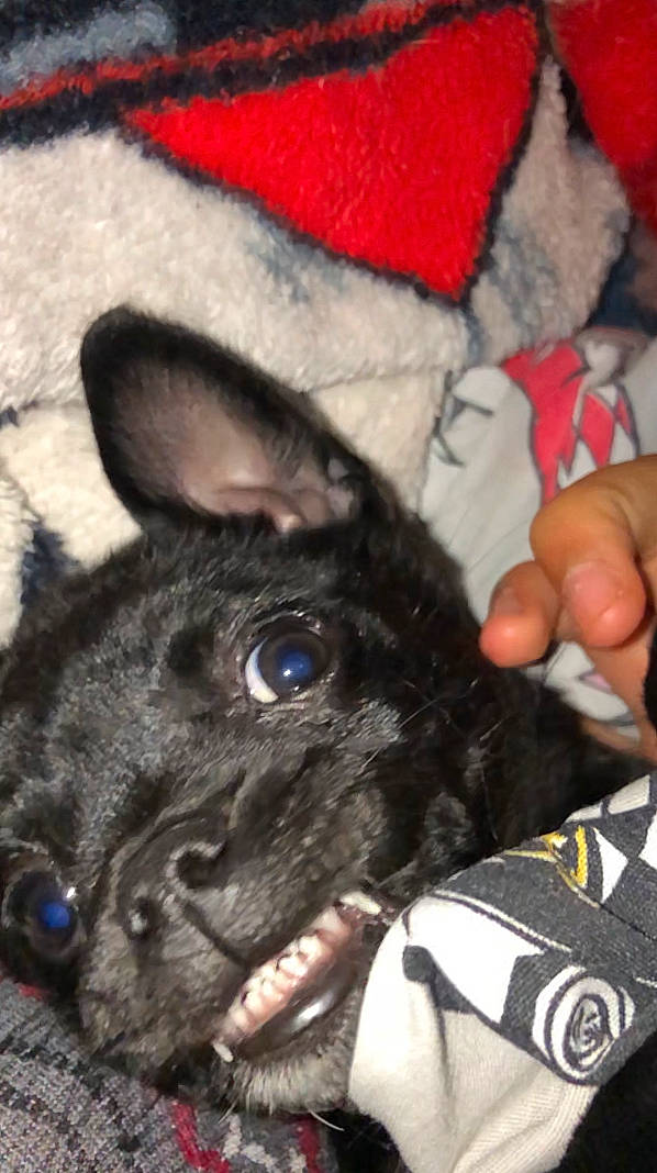 Cona joined the competition — help win amazing prizes! boston_terrier, canidae, carnivore, companion_dog, dog, dog_breed, ear, fawn, french_bulldog, mammal, non_sporting_group, pug, puppy, snout, sporting_group, toy_dog, vertebrate