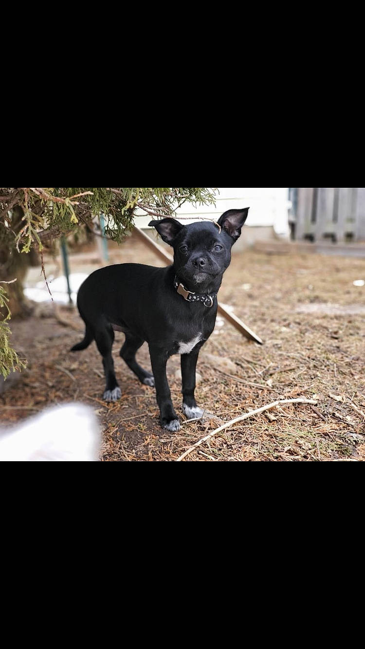 Cona joined the competition — help win amazing prizes! canidae, carnivore, chihuahua, dog, dog_breed, labrador_retriever, mammal, photography, puppy, snout, sporting_group, vertebrate