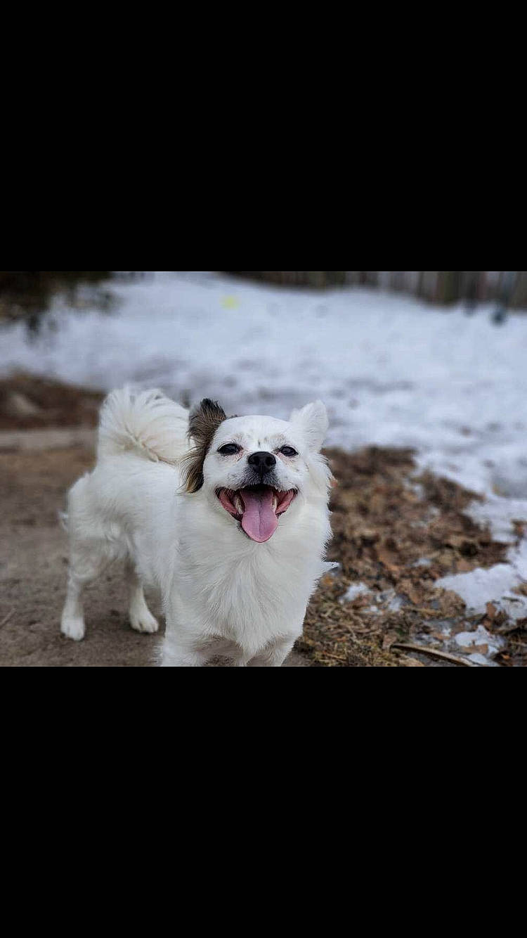 Lucy is registered to the contest to win money with this photo: akita, american_eskimo_dog, canidae, carnivore, dog, dog_breed, japanese_spitz, mammal, non_sporting_group, puppy, rare_breed_dog, samoyed, vertebrate