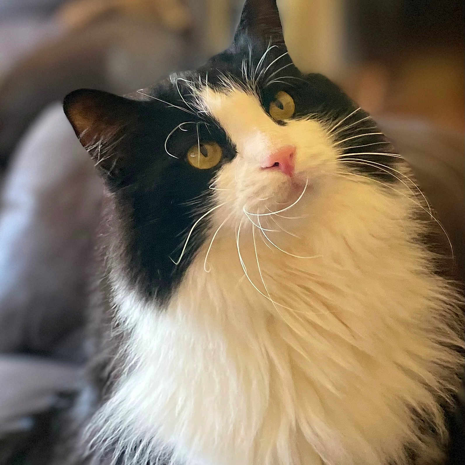 Zippersidewinder joined the competition — help win amazing prizes! animal, background_blur, black_and_white, cat, close_up, curious, cute, domestic_cat, ears, face, feline, fluffy, golden_eyes, indoor, long_hair, nose, pet, portrait, soft_fur, whiskers