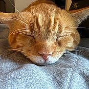 Ambrosia is registered to the contest to win money with this photo: calm, cat, close_up, cozy, cute, domestic_animal, ears, feline, fur, ginger_cat, grey, indoors, nose, pet, quilted, relaxed, resting, sleeping, soft, whiskers