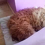 Lalou participe au concours pour gagner de l'argent avec cette photo : dog, sleeping, curly_fur, pillow, wooden_floor, indoors, purple_wall, resting, pet, cozy, fur, animal, calm, home, quiet, relaxing, mammal, companion, curled_up, domestic