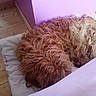 dog, sleeping, curly_fur, pillow, wooden_floor, indoors, purple_wall, resting, pet, cozy, fur, animal, calm, home, quiet, relaxing, mammal, companion, curled_up, domestic