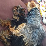 Pheobe Et Quoline participe au concours pour gagner de l'argent avec cette photo : dog, pet, couch, brown, fur, snuggling, cozy, indoor, blanket, plush_toy, sleeping, animal, companion, resting, cute, furry, domestic, relaxing, home, soft