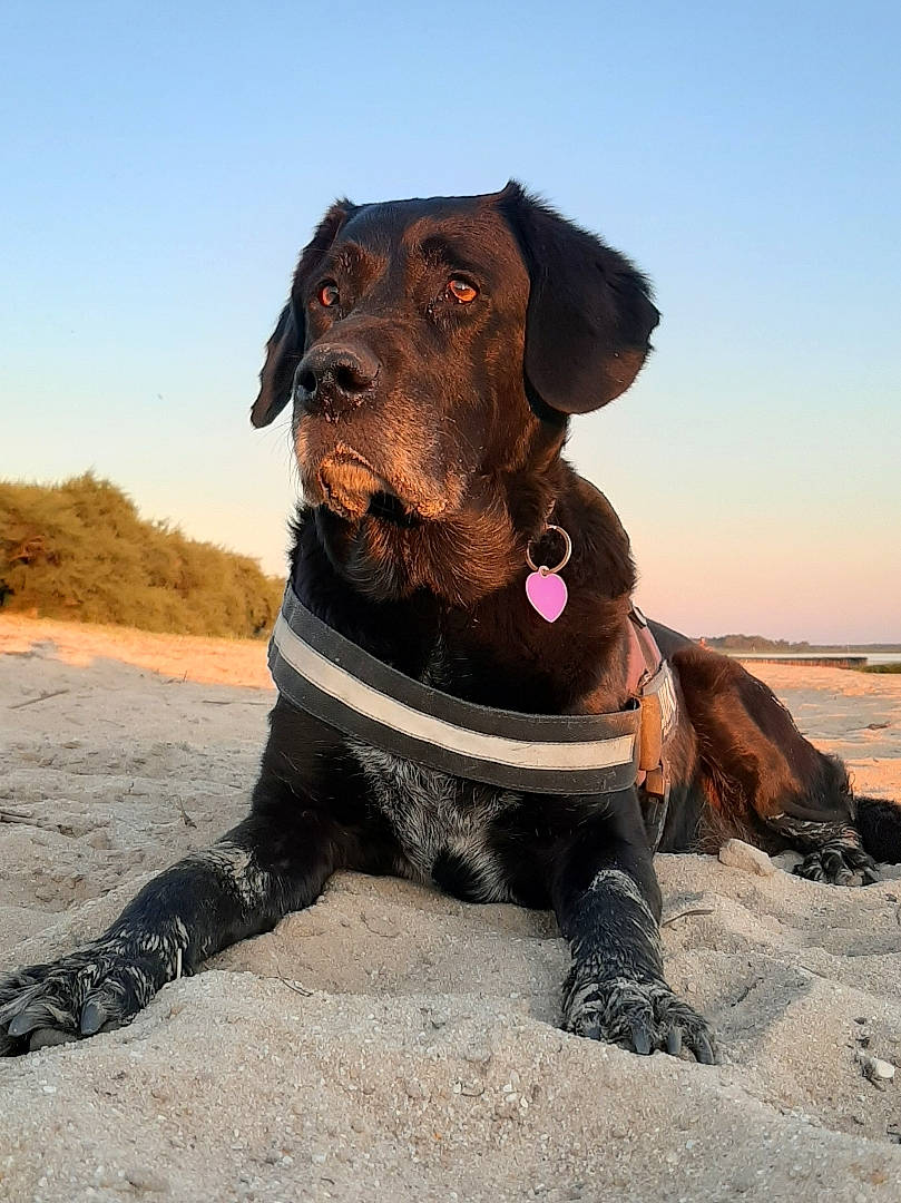 Fleur participe au concours pour gagner de l'argent avec cette photo : beach, canidae, carnivore, collar, companion_dog, dog, dog_breed, dog_collar, dog_supply, fawn, hat, landscape, leash, liver, personal_protective_equipment, pet_supply, sky, snout, sporting_group, working_animal