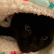 Oscar joined the competition — help win amazing prizes! black_cat, cat, pet, whiskers, eyes, blanket, cozy, close_up, indoor, soft_texture, warm, snug, colorful_pattern, fur, animal, cute, curious, hidden, resting, domestic