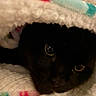 black_cat, cat, pet, whiskers, eyes, blanket, cozy, close_up, indoor, soft_texture, warm, snug, colorful_pattern, fur, animal, cute, curious, hidden, resting, domestic