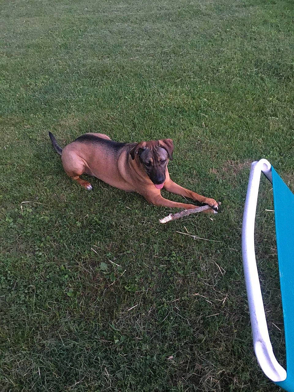 Halo joined the competition — help win amazing prizes! canidae, carnivore, dog, dog_breed, fawn, grass, lawn, rhodesian_ridgeback, sporting_group, tail, vizsla