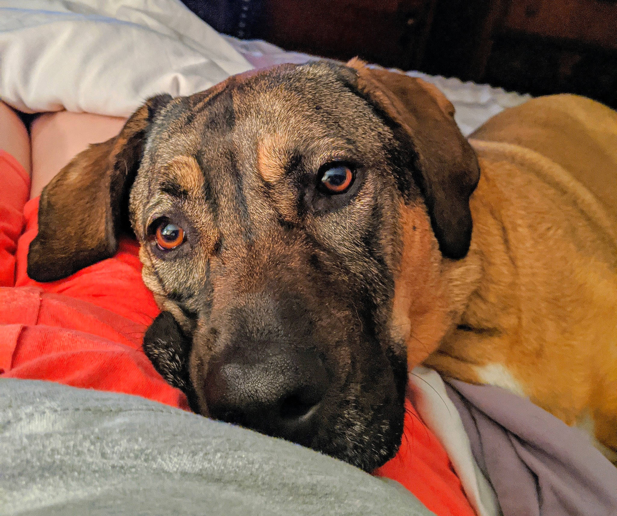 Halo joined the competition — help win amazing prizes! american_mastiff, black_mouth_cur, canidae, carnivore, companion_dog, dog, dog_breed, fawn, fila_brasileiro, great_dane, guard_dog, mammal, mountain_cur, plott_hound, rare_breed_dog, snout, sporting_group, treeing_tennessee_brindle, vertebrate, whiskers