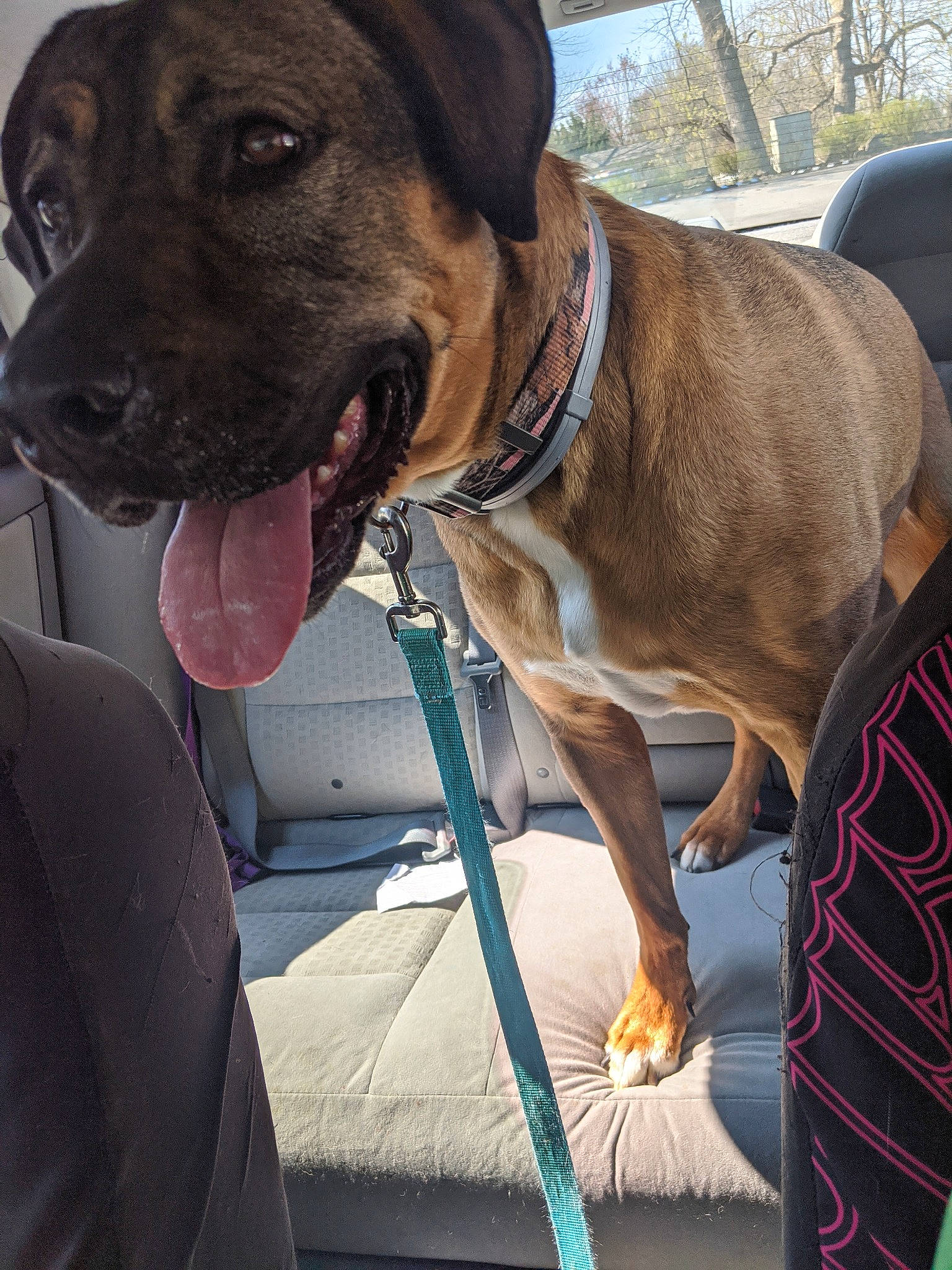 Halo joined the competition — help win amazing prizes! alano_espanol, bandog, boerboel, bullmastiff, canidae, carnivore, collar, dog, dog_breed, dog_collar, fawn, giant_dog_breed, mammal, rare_breed_dog, snout, sporting_group, vertebrate