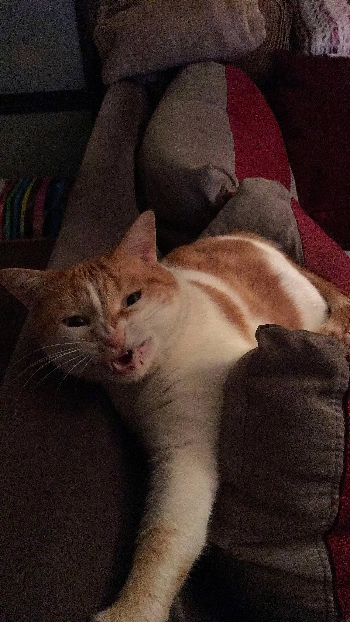 Atila participe au concours pour gagner de l'argent avec cette photo : asian, burmilla, carnivore, cat, colorpoint_shorthair, domestic_short_haired_cat, european_shorthair, fawn, felidae, fur, kitten, mammal, nap, singapura, small_to_medium_sized_cats, tail, whiskers