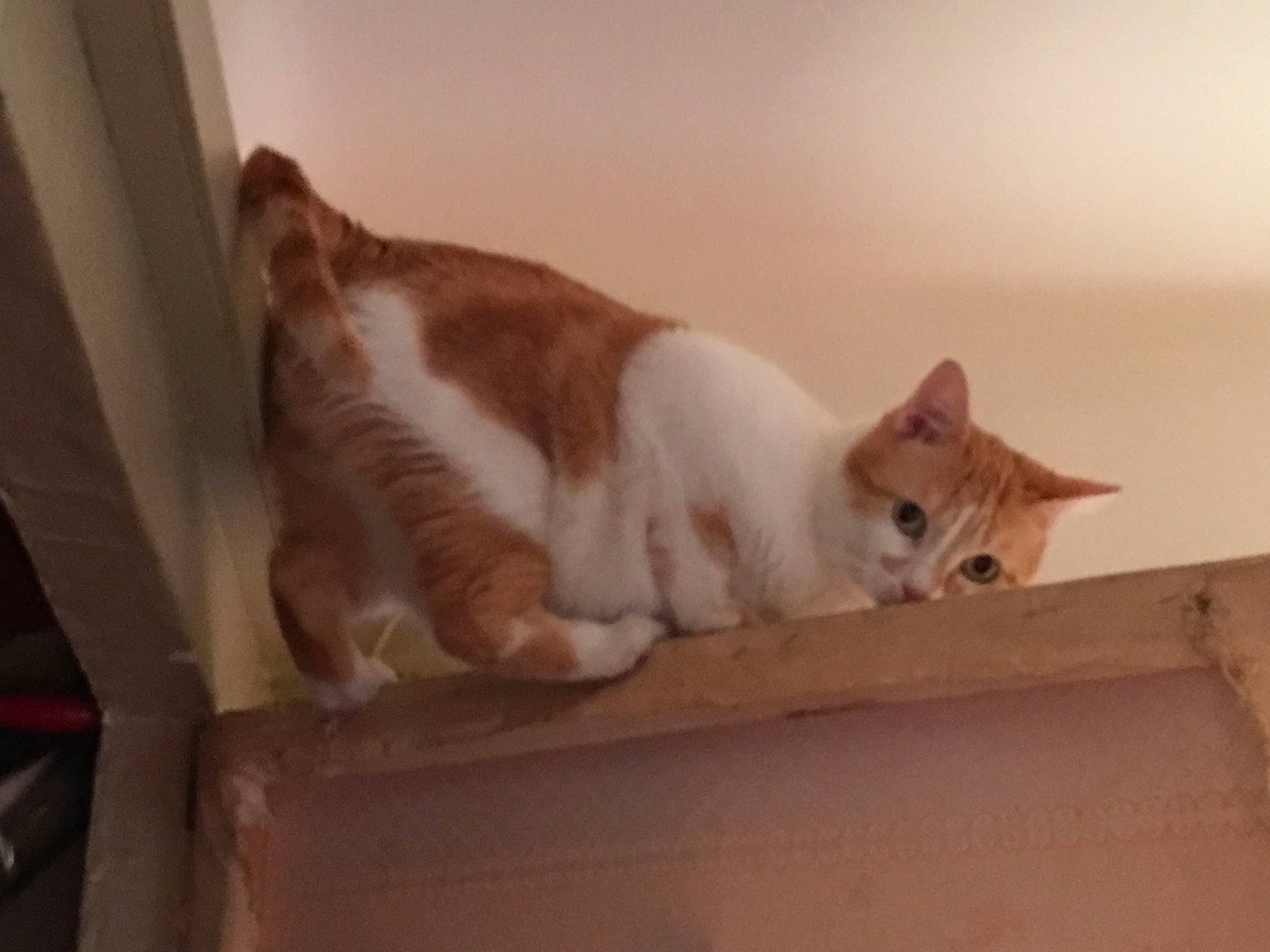 Atila participe au concours pour gagner de l'argent avec cette photo : aegean_cat, american_wirehair, asian, carnivore, cat, domestic_short_haired_cat, european_shorthair, fawn, felidae, fur, kitten, paw, polydactyl_cat, small_to_medium_sized_cats, tail, turkish_van, whiskers