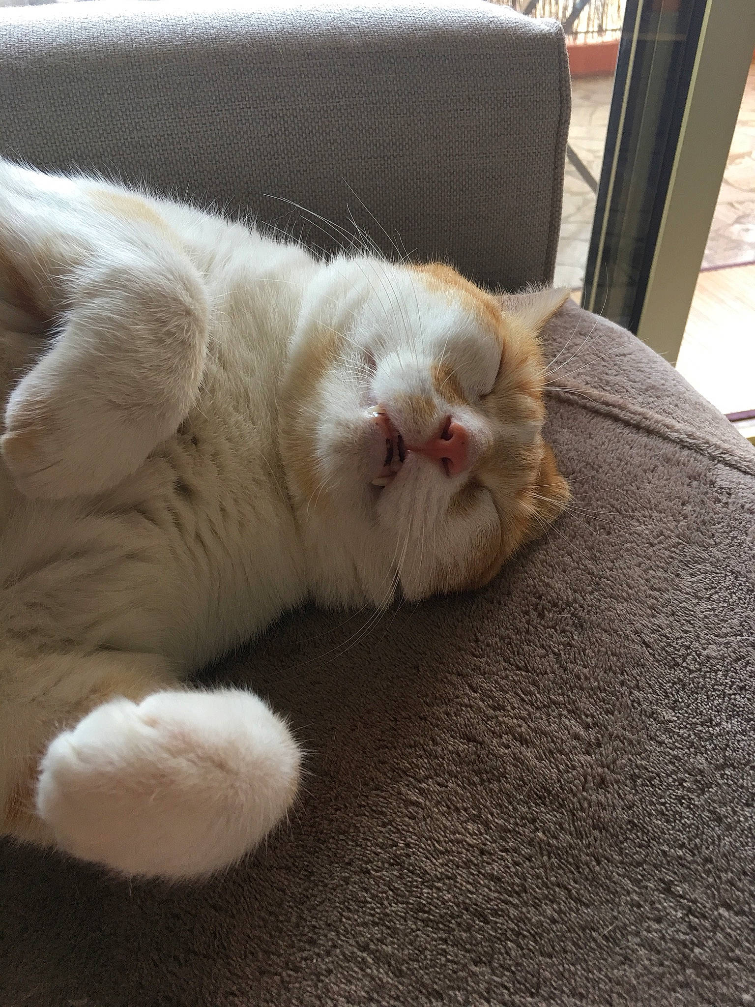 Atila a rejoint le concours — aidez-le/la à gagner de superbes lots ! asian, british_semi_longhair, carnivore, cat, ear, fawn, felidae, fur, mammal, nap, nose, paw, small_to_medium_sized_cats, snout, whiskers