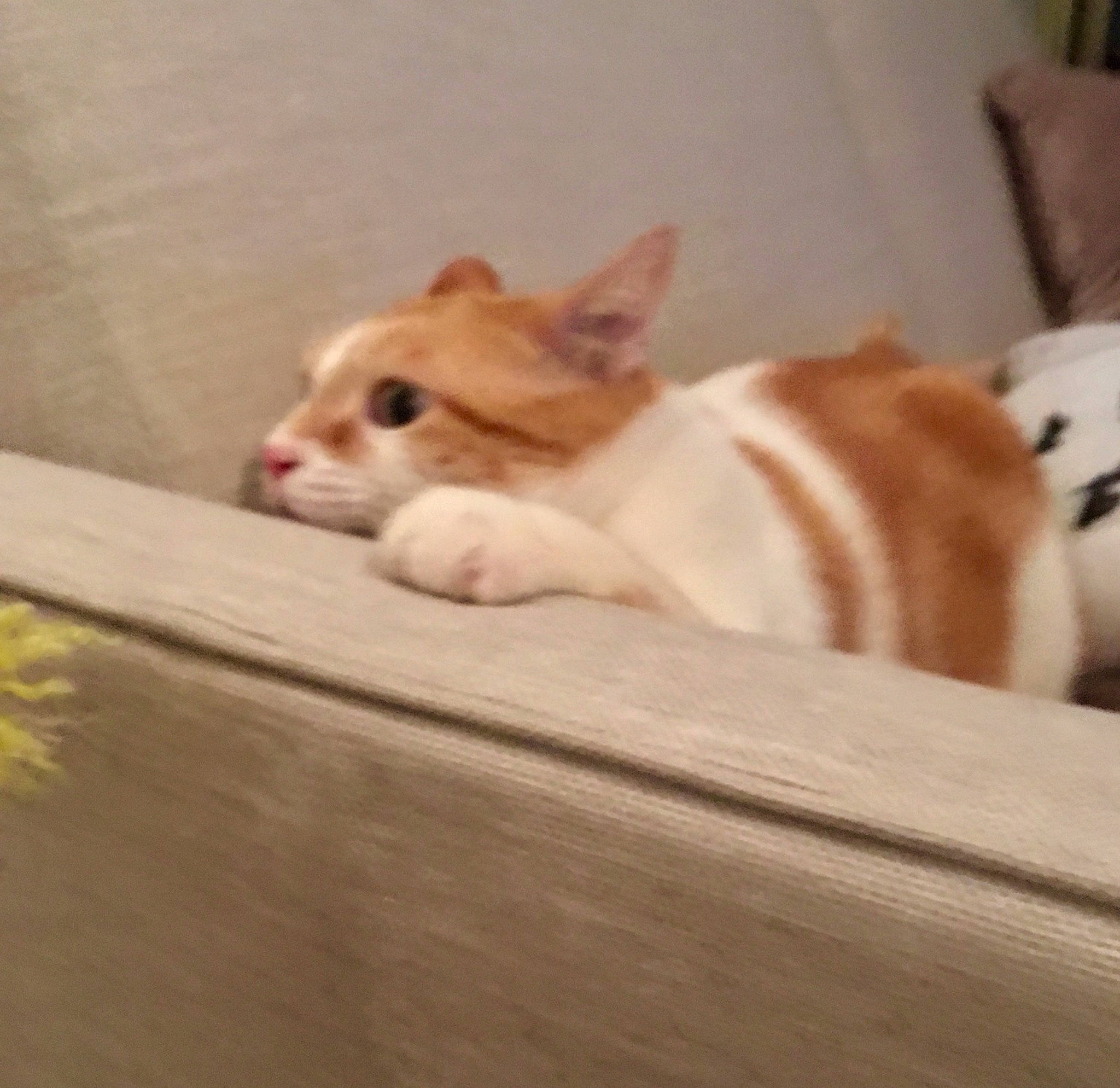 Atila participe au concours pour gagner de l'argent avec cette photo : canidae, carnivore, cat, chihuahua, companion_dog, dog_breed, ear, fawn, felidae, fur, kitten, mammal, paw, singapura, small_to_medium_sized_cats, snout, tail, whiskers