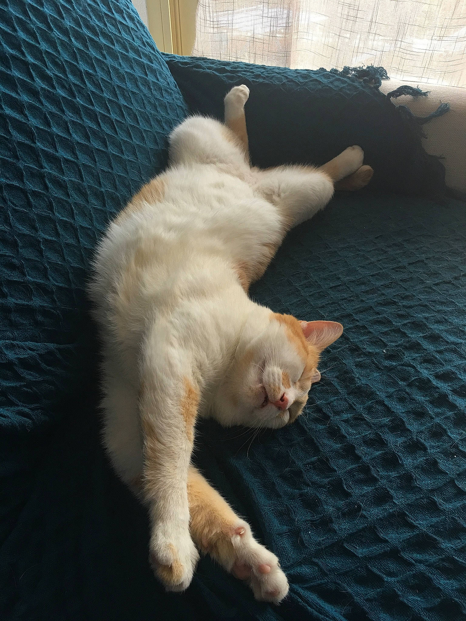 Atila participe au concours pour gagner de l'argent avec cette photo : aegean_cat, asian, burmilla, carnivore, cat, claw, colorpoint_shorthair, domestic_short_haired_cat, fawn, felidae, fur, german_rex, paw, polydactyl_cat, small_to_medium_sized_cats, tail, turkish_angora, turkish_van, whiskers