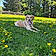Leonie