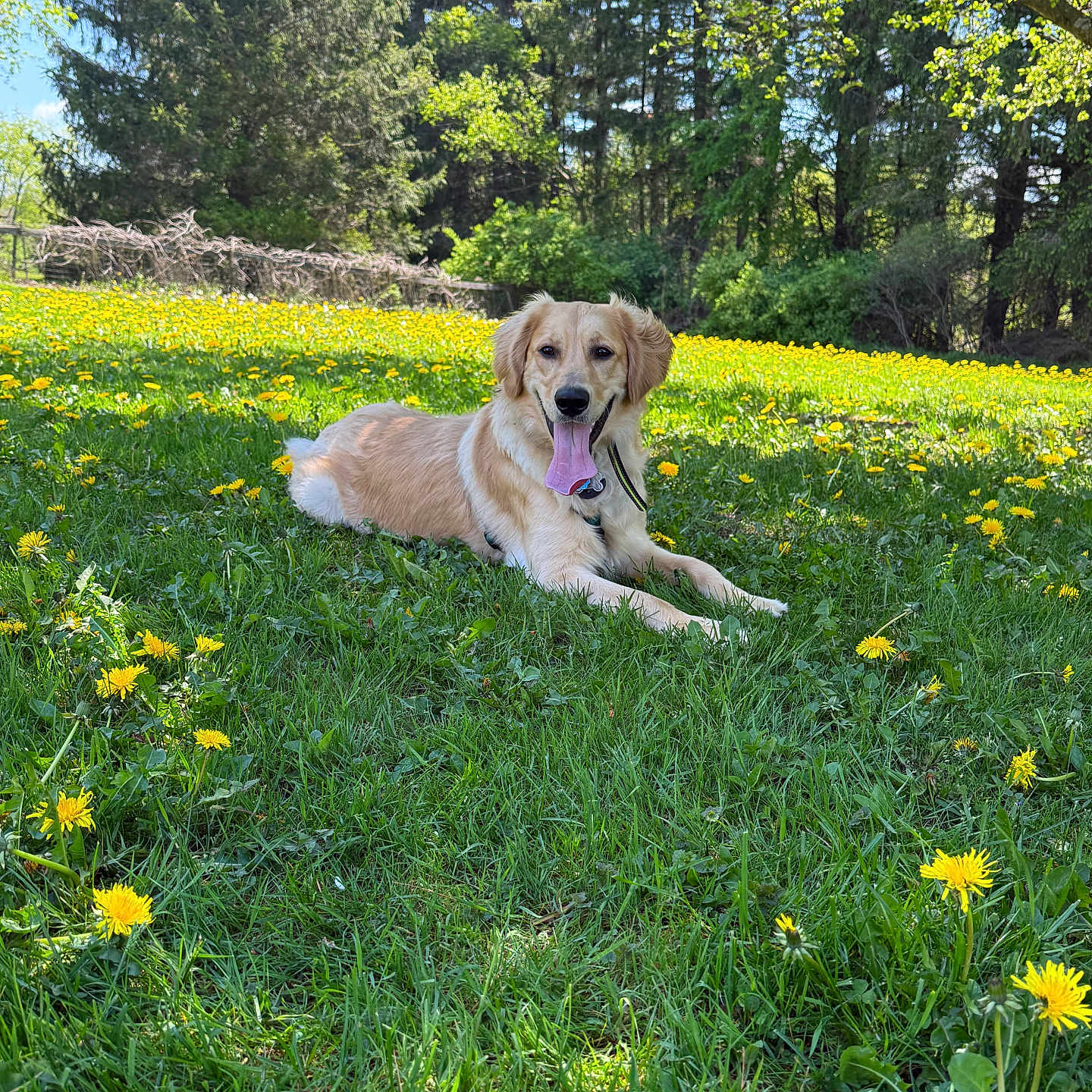 Leonie joined the competition — help win amazing prizes! dog, golden_retriever, grass, dandelions, flower, outdoor, nature, tree, sunny, pet, animal, greenery, park, tongue_out, happy, laying_down, summer, daylight, canine, scenic