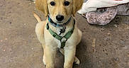 Leonie joined the competition — help win amazing prizes! puppy, dog, golden_retriever, pet, animal, indoor, floor, blanket, toy, play, cute, young, collar, harness, sitting, looking, fur, ears, nose, attention