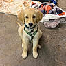 puppy, dog, golden_retriever, pet, animal, indoor, floor, blanket, toy, play, cute, young, collar, harness, sitting, looking, fur, ears, nose, attention