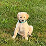 Leonie is registered to the contest to win money with this photo: puppy, dog, golden_retriever, grass, collar, outdoor, pet, cute, animal, young, sitting, greenery, nature, fur, canine, summer, playful, adorable, small, portrait
