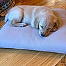 Leonie is registered to the contest to win money with this photo: puppy, dog, sleeping, cushion, wood_floor, indoor, pet, cozy, resting, golden_retriever, fur, animal, cute, calm, home, soft, peaceful, laying, comfort, young