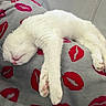 cat, white_cat, sleeping, relaxed, blanket, gray_blanket, red_lips_pattern, cozy, indoor, pet, animal, fur, paw, cute, resting, soft, comfort, domestic_cat, napping, warm