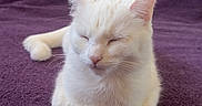 Ambre participe au concours pour gagner de l'argent avec cette photo : cat, white_cat, resting, sleeping, purple_blanket, flower_decorations, indoor, pet, cute, cozy, fur, animal, relaxed, close_up, domestic_cat, whiskers, ears, nose, paw, soft_texture