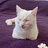 cat, white_cat, resting, sleeping, purple_blanket, flower_decorations, indoor, pet, cute, cozy, fur, animal, relaxed, close_up, domestic_cat, whiskers, ears, nose, paw, soft_texture