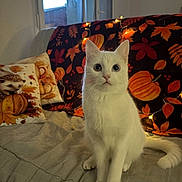 Ambre a rejoint le concours — aidez-le/la à gagner de superbes lots ! animal, autumn_leaves, blanket, cat, cozy, curtains, cute, domestic, fairy_lights, fall_theme, furniture, home_decor, indoor, pet, pillows, pumpkin, sitting, sofa, white_cat, window