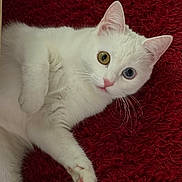 Ambre participe au concours pour gagner de l'argent avec cette photo : cat, white_cat, heterochromia, yellow_eye, blue_eye, pet, feline, fur, whiskers, pink_nose, relaxed, lying_down, closeup, indoor, red_background, cute, animal, domestic_cat, soft_texture, curious