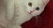 Ambre participe au concours pour gagner de l'argent avec cette photo : animal, blue_eye, cat, closeup, curious, cute, domestic_cat, feline, fur, heterochromia, indoor, lying_down, pet, pink_nose, red_background, relaxed, soft_texture, whiskers, white_cat, yellow_eye