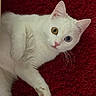 cat, white_cat, heterochromia, yellow_eye, blue_eye, pet, feline, fur, whiskers, pink_nose, relaxed, lying_down, closeup, indoor, red_background, cute, animal, domestic_cat, soft_texture, curious