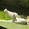 Ambre participe au concours pour gagner de l'argent avec cette photo : animal, cat, daylight, domestic_animal, feline, garden, grass, greenery, laying_down, nature, outdoor, pet, plants, relaxing, shadows, standing, sunlight, sunny, two_animals, white_cat