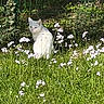 cat, white_cat, grass, flowers, outdoor, nature, greenery, sunlight, fence, garden, animal, pet, cute, flora, plant, wildflowers, sitting, peaceful, daylight, mammal