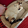 Armando participe au concours pour gagner de l'argent avec cette photo : animal, armchair, basket, bed, blanket, cat, chair, couch, cradle, crib, cushion, furniture, homedecor, infantbed, kitten, linen, person, pet, siamese, sleeping