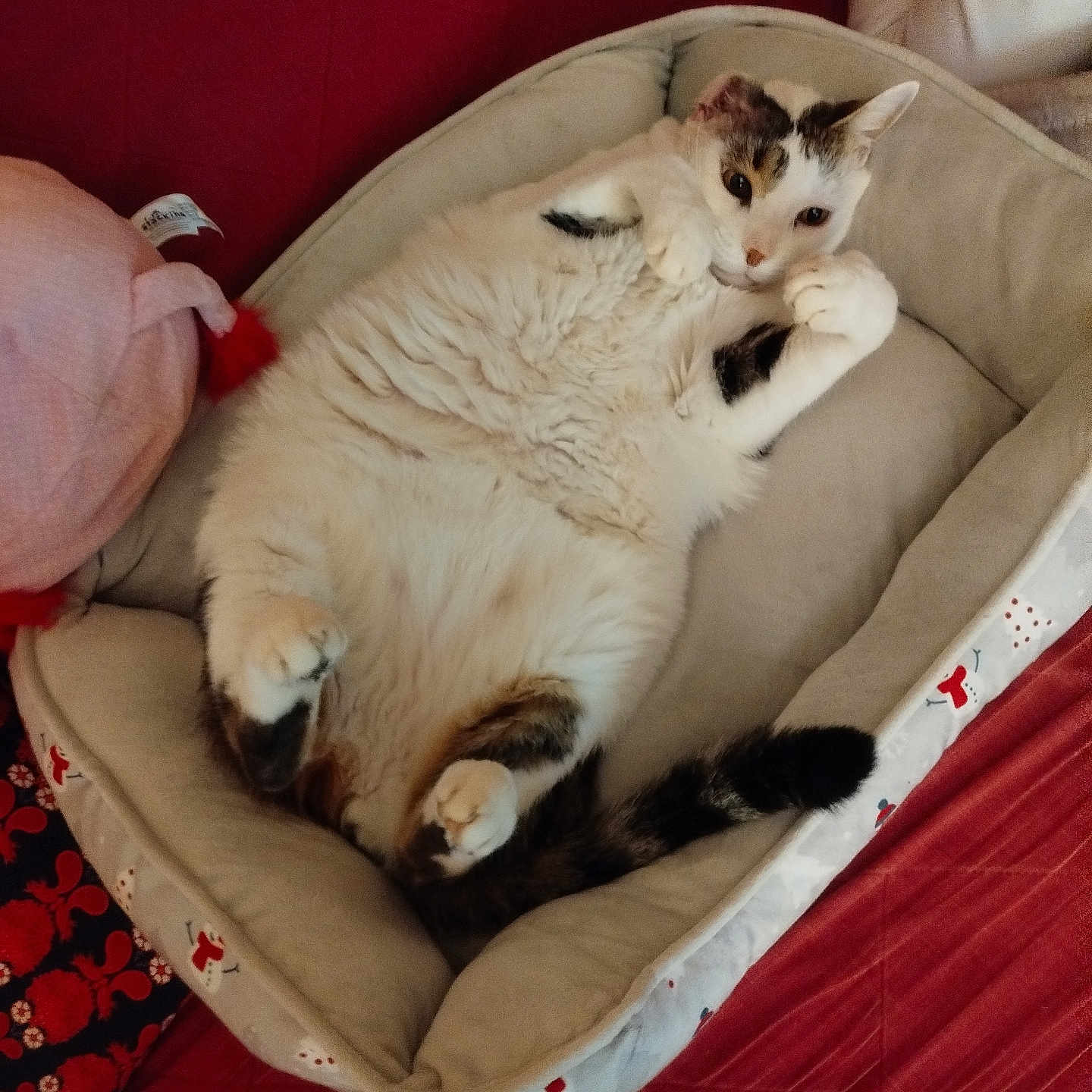 Armando participe au concours pour gagner de l'argent avec cette photo : animal, armchair, basket, bed, blanket, cat, chair, couch, cradle, crib, cushion, furniture, homedecor, infantbed, kitten, linen, person, pet, siamese, sleeping