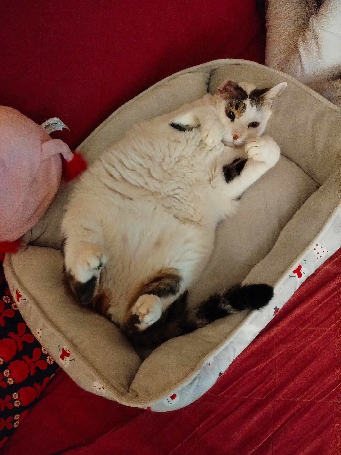 Armando participe au concours pour gagner de l'argent avec cette photo : animal, armchair, basket, bed, blanket, cat, chair, couch, cradle, crib, cushion, furniture, homedecor, infantbed, kitten, linen, person, pet, siamese, sleeping