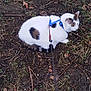 accessories, animal, cat, collar, harness, kitten, leash, manx, pet, siamese, slate, soil, strap, weasel
