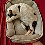 Armando a rejoint le concours — aidez-le/la à gagner de superbes lots ! accessories, animal, armchair, bag, basket, bed, cat, chair, couch, cradle, crib, cushion, furniture, handbag, homedecor, infantbed, kitten, manx, pet, siamese