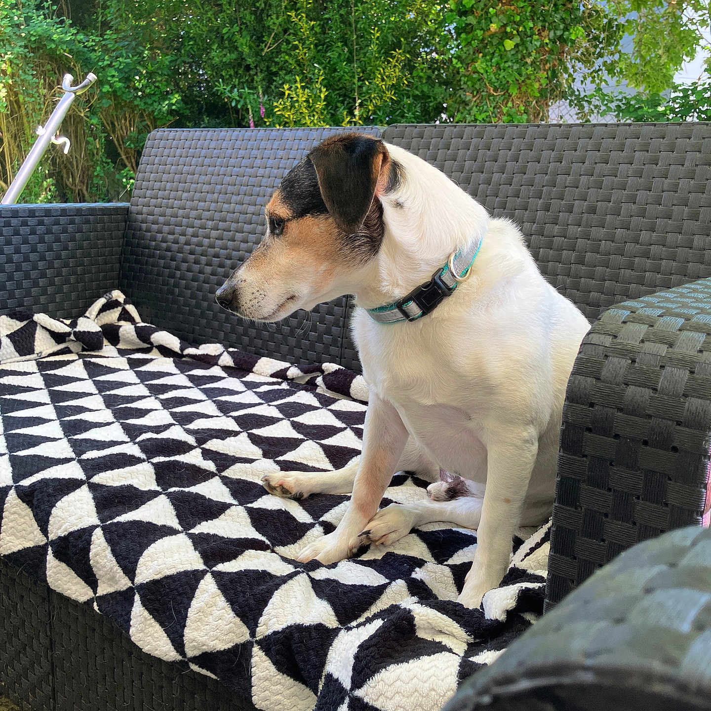 Lowsun participe au concours pour gagner de l'argent avec cette photo : accessories, animal, blanket, canine, couch, cushion, dog, furniture, homedecor, hound, indoors, interiordesign, linen, outdoors, pet, plant, puppy, quilt, strap, tree