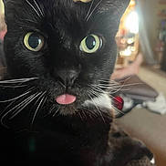 Pickles is registered to the contest to win money with this photo: cat, black_cat, close_up, whiskers, tongue_out, green_eyes, indoor, colorful_lights, blurred_background, pet, animal, cute, feline, portrait, household, cozy, domestic_cat, focus_on_face, playful, mischievous
