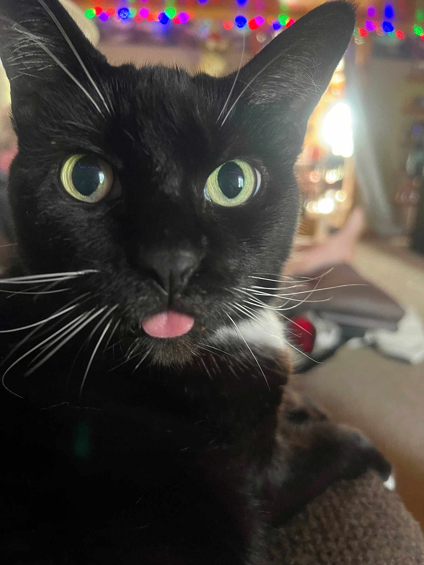 Pickles is registered to the contest to win money with this photo: cat, black_cat, close_up, whiskers, tongue_out, green_eyes, indoor, colorful_lights, blurred_background, pet, animal, cute, feline, portrait, household, cozy, domestic_cat, focus_on_face, playful, mischievous