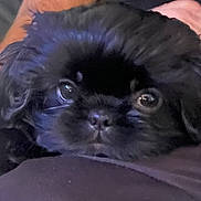 Bella joined the competition — help win amazing prizes! puppy, dog, black_fur, close_up, pet, animal, cute, resting, face, eyes, fur, indoors, young, adorable, portrait, snout, calm, curious, companion, fluffy