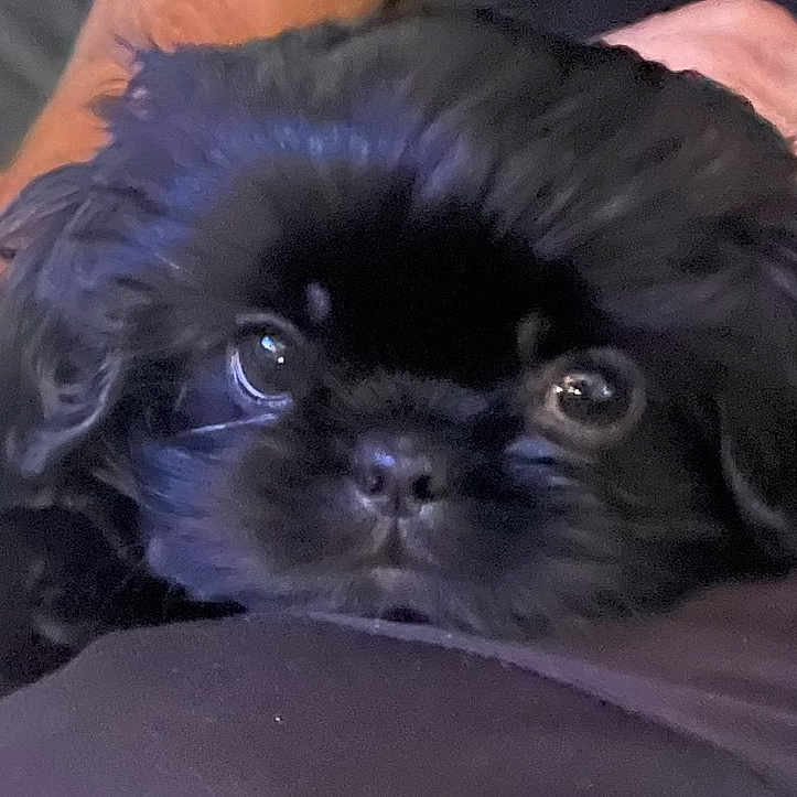 Bella joined the competition — help win amazing prizes! adorable, animal, black_fur, calm, close_up, companion, curious, cute, dog, eyes, face, fluffy, fur, indoors, pet, portrait, puppy, resting, snout, young